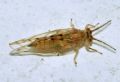 Homotoma sp.